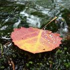 fallen leaf