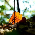 fallen leaf