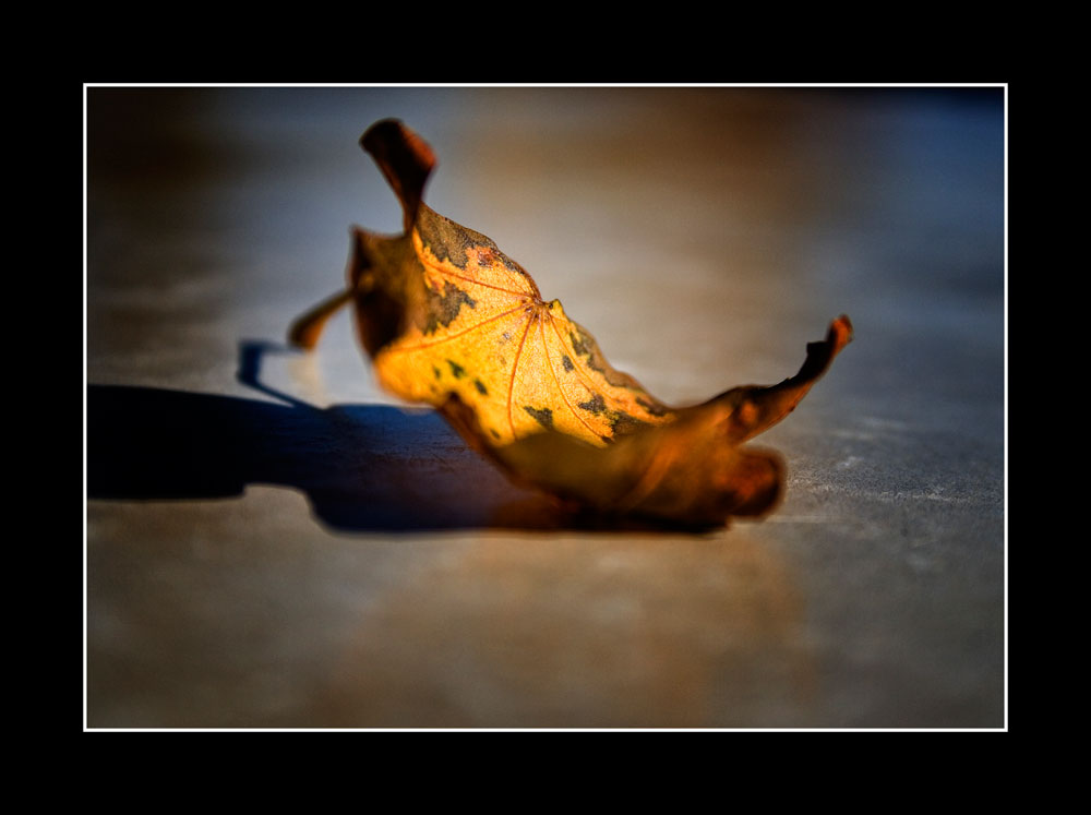 Fallen leaf