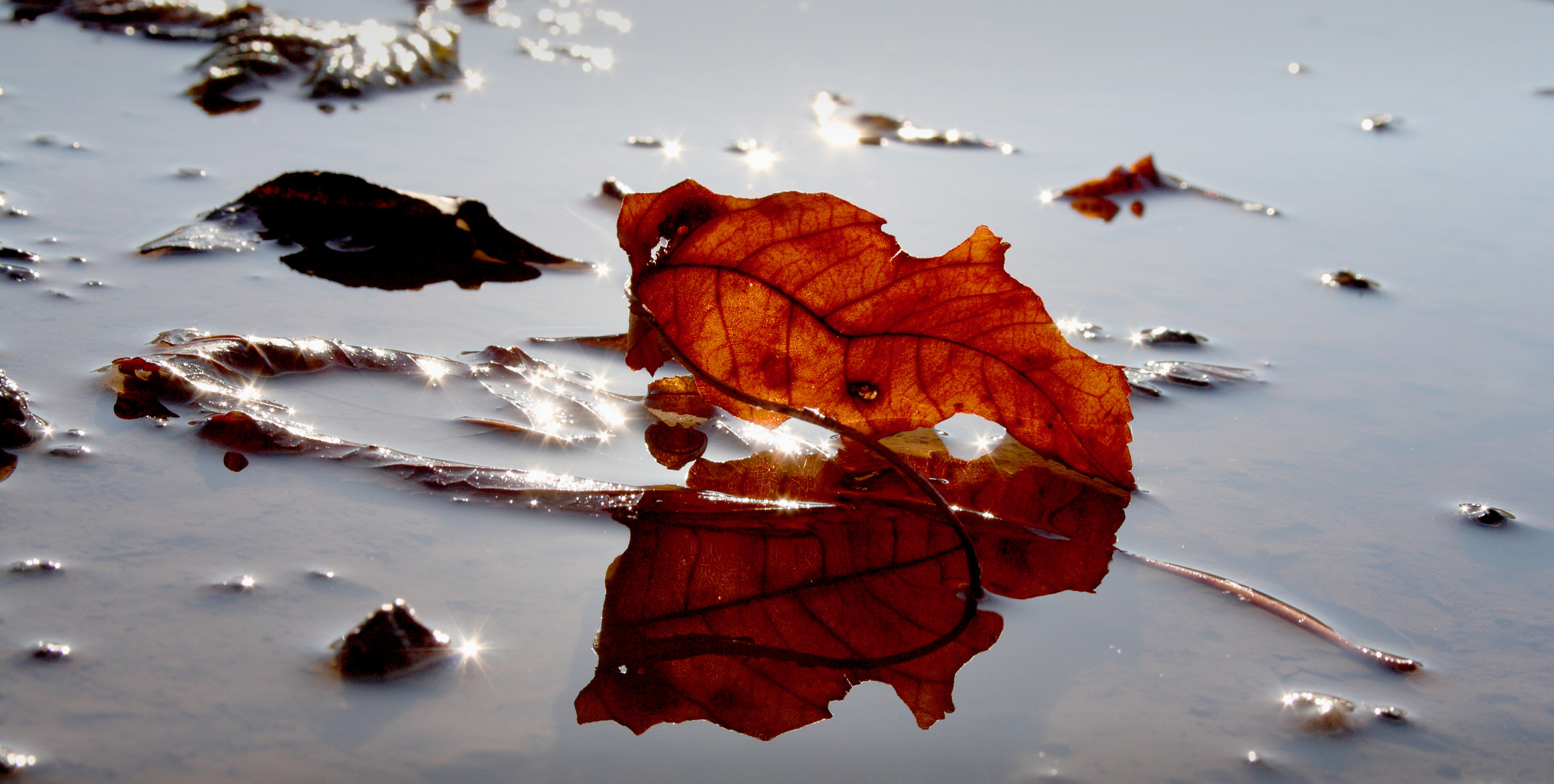 Fallen Leaf 2