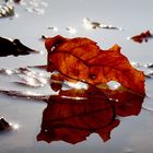 Fallen Leaf 2