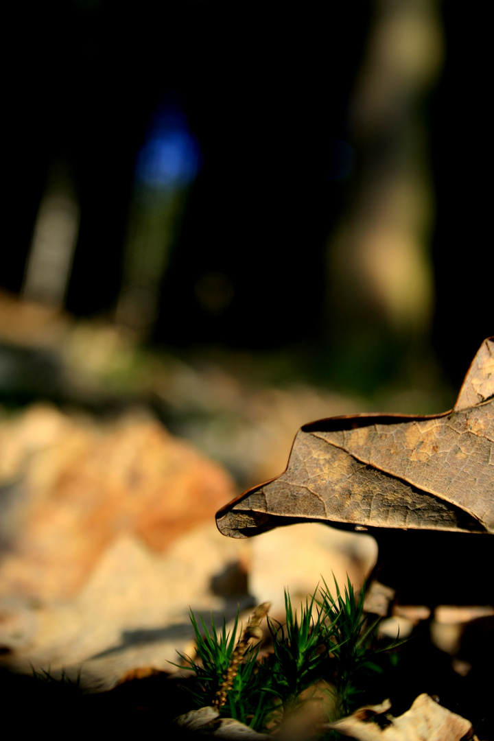 Fallen leaf