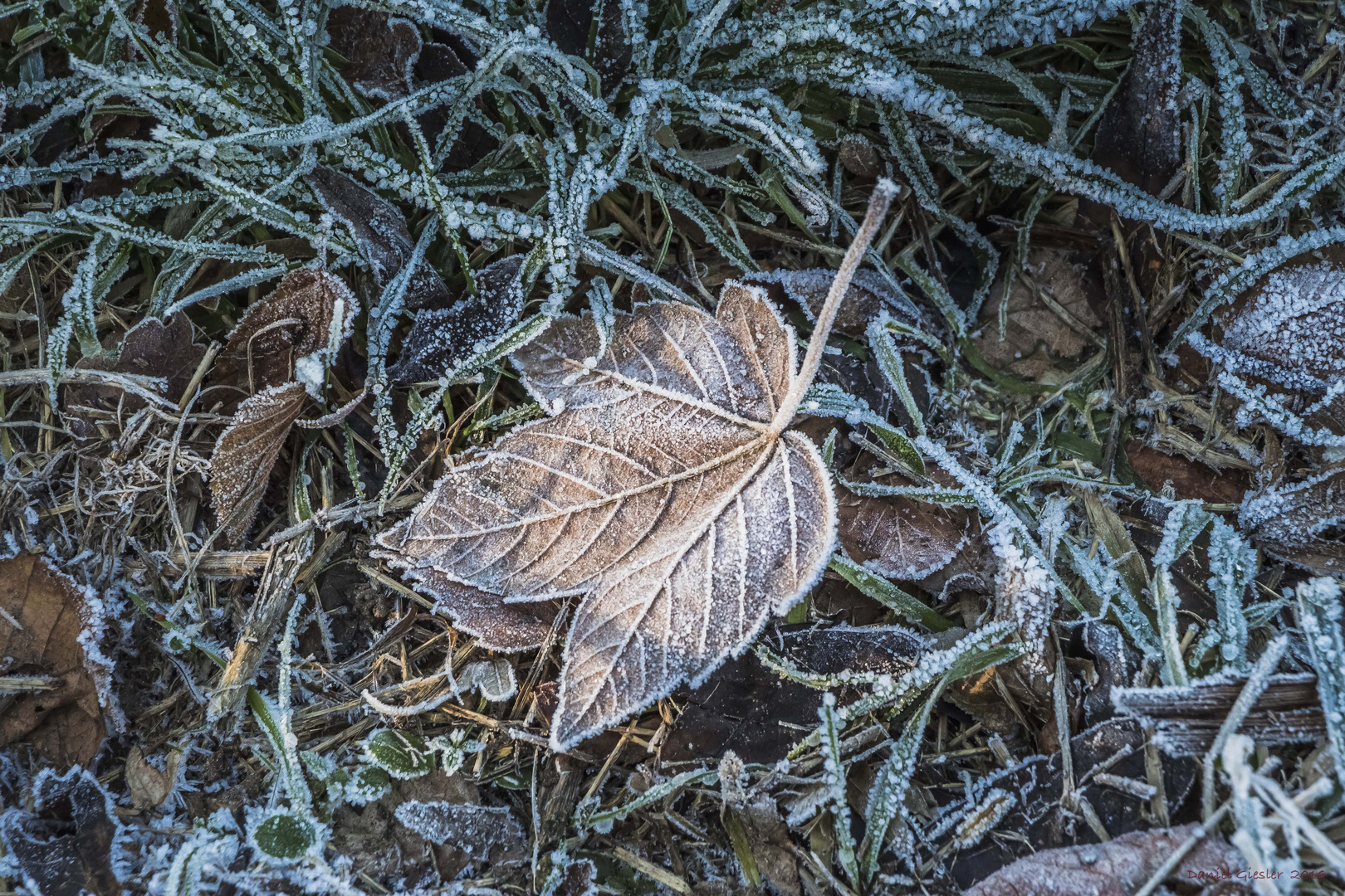 fallen leaf