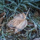 fallen leaf