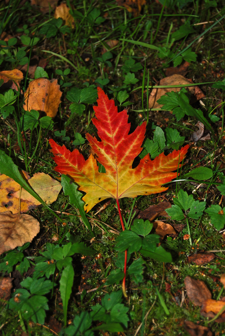 fall(en) leaf