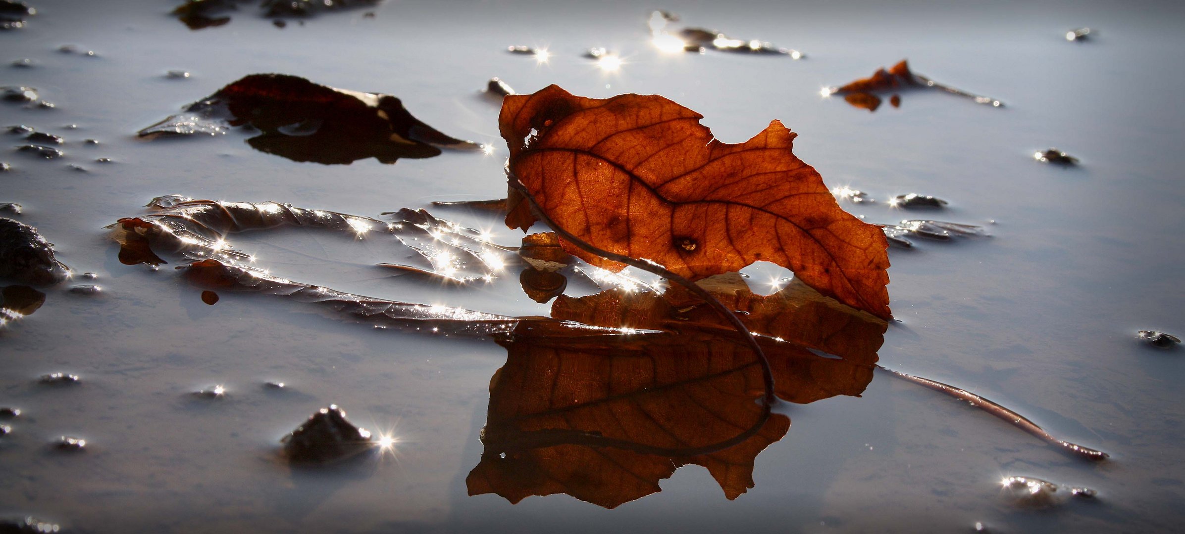 Fallen Leaf