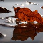 Fallen Leaf