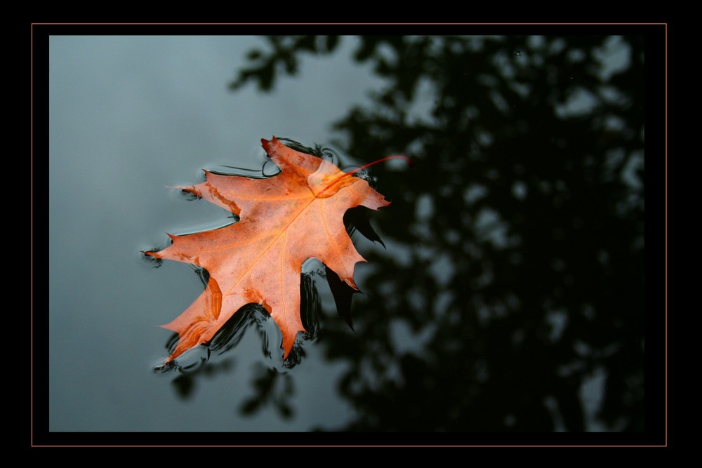 fallen leaf...