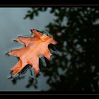 fallen leaf...