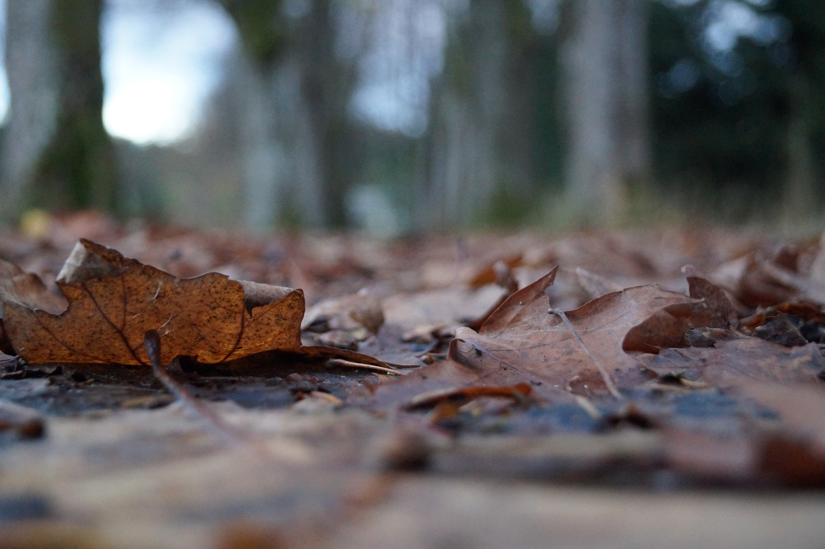 fallen leafs
