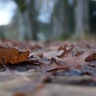 fallen leafs