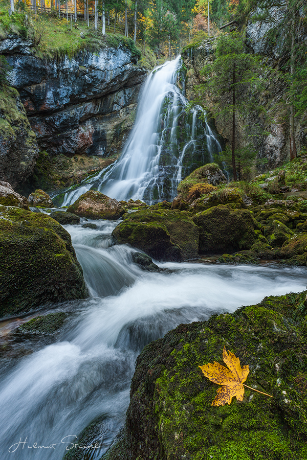 Fallen Leave