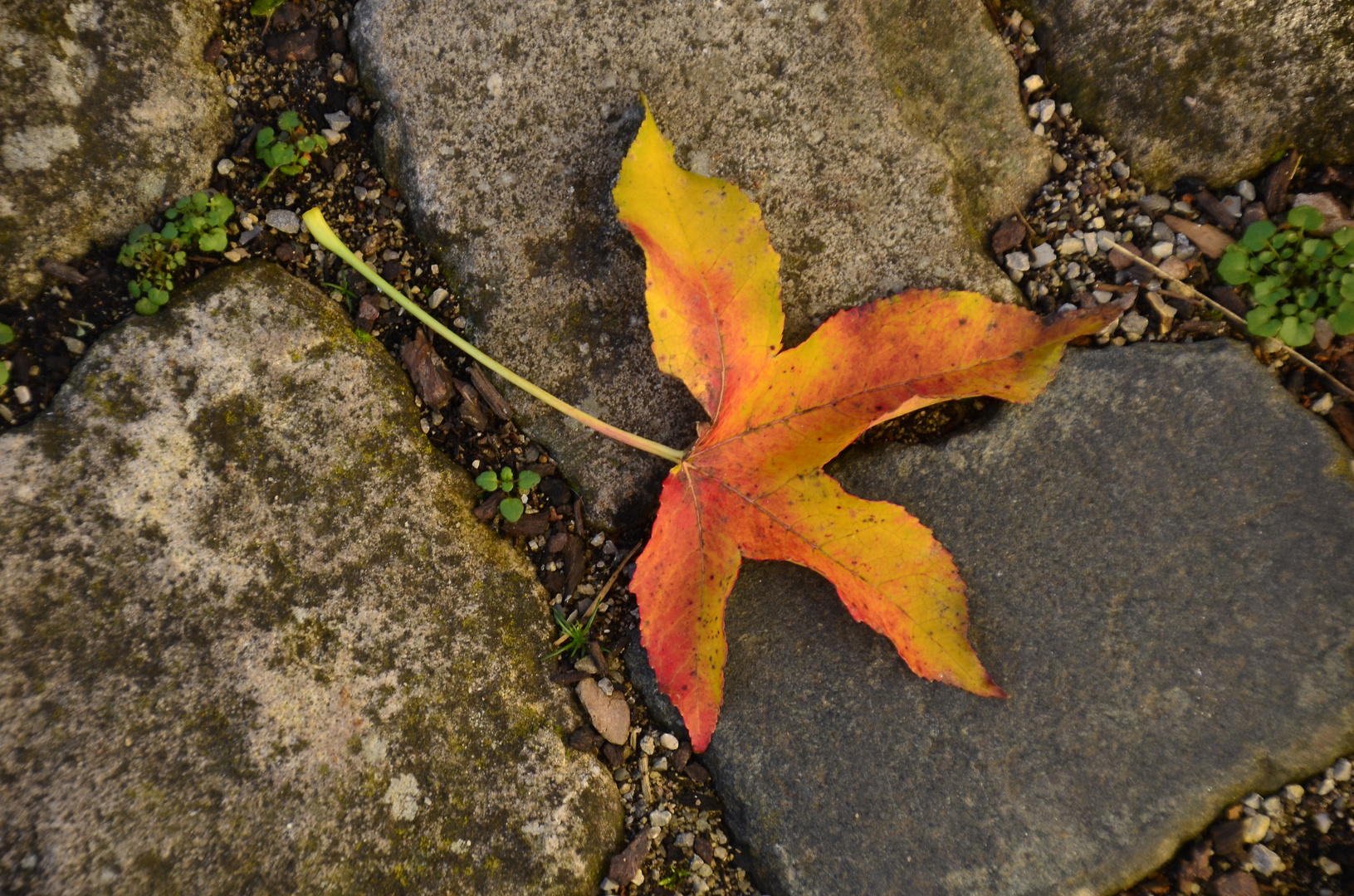 fallen leave