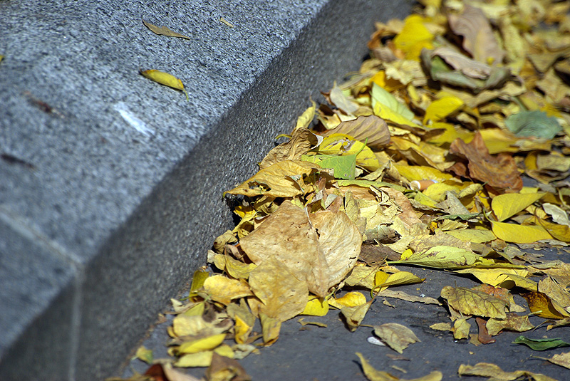 fallen leaves