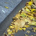 fallen leaves