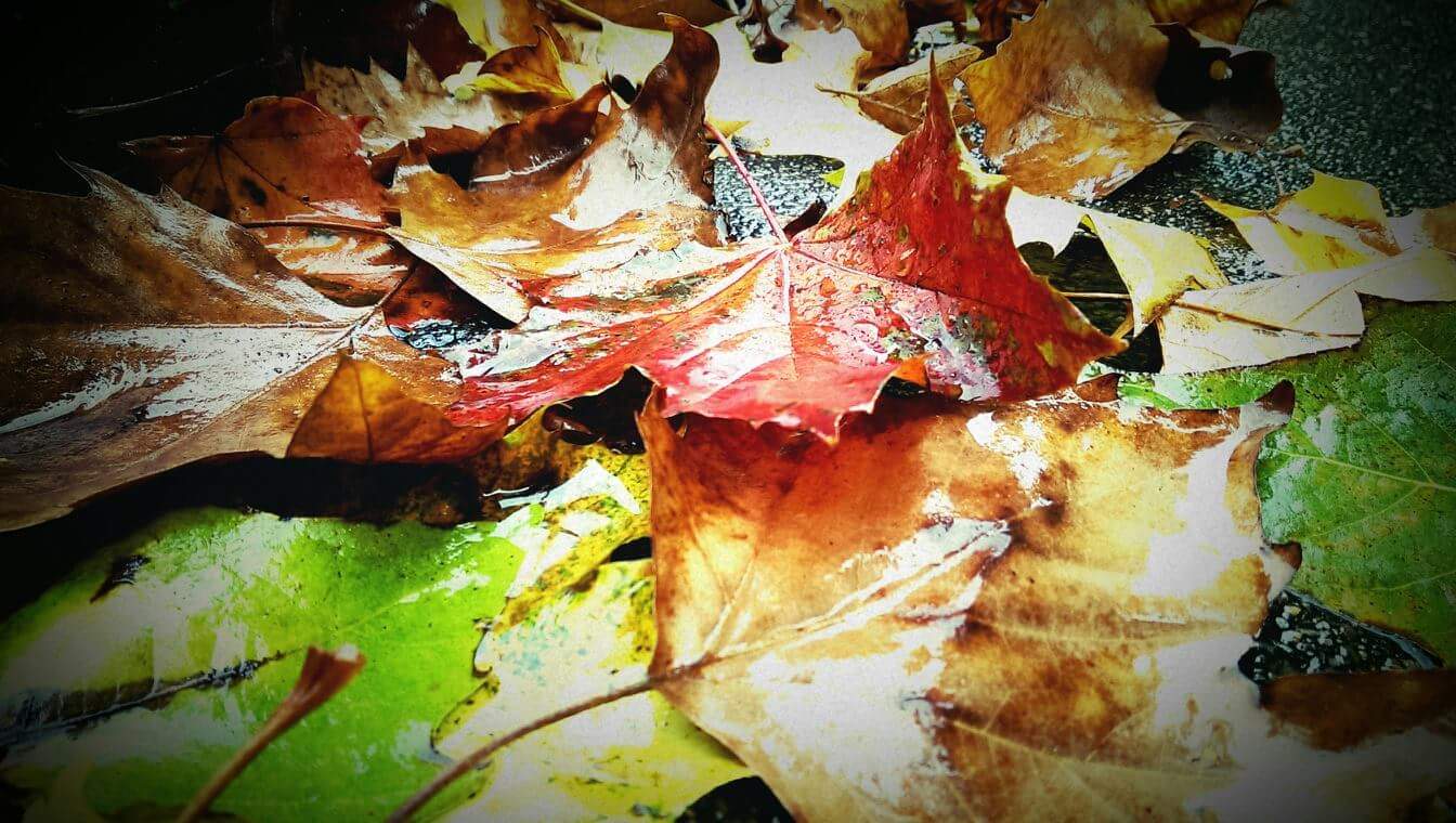 Fallen Leaves