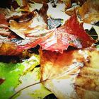 Fallen Leaves