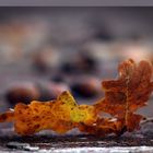 Fallen Leaves #2