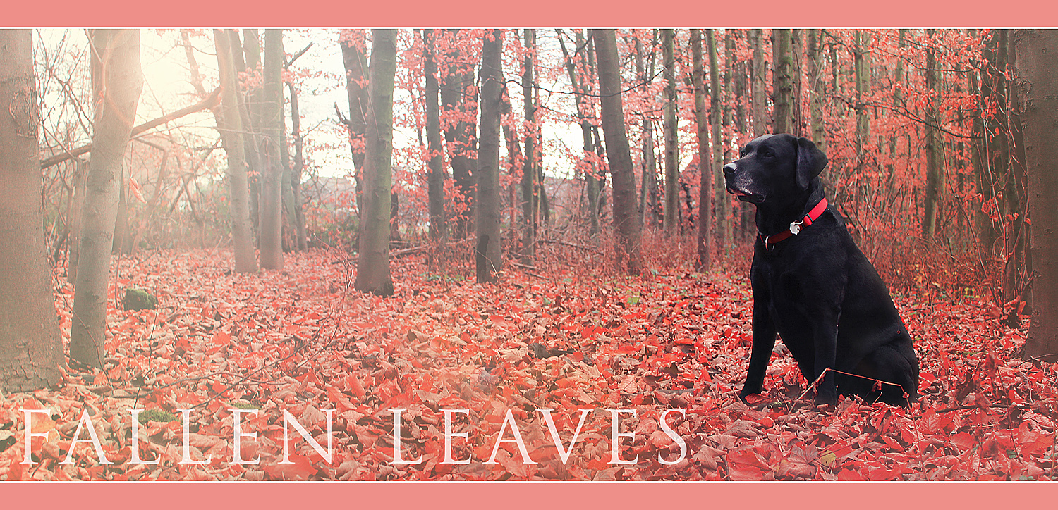 Fallen Leaves