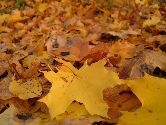 Fallen Leaves