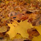 Fallen Leaves