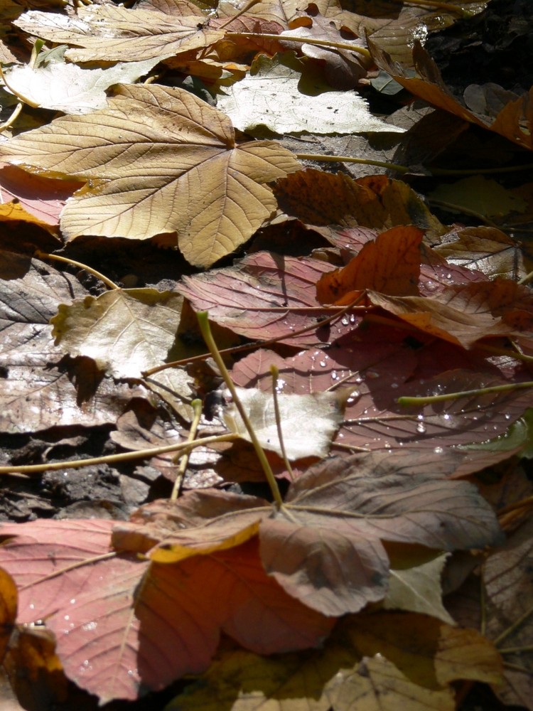 Fallen leaves