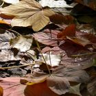 Fallen leaves