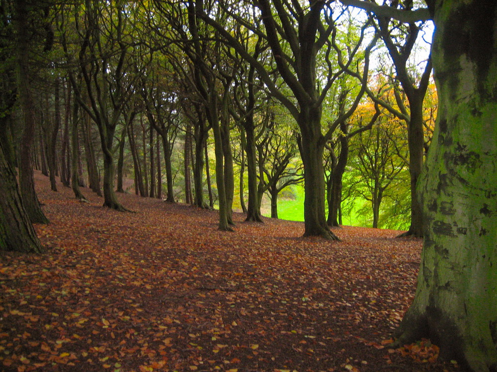 fallen leaves