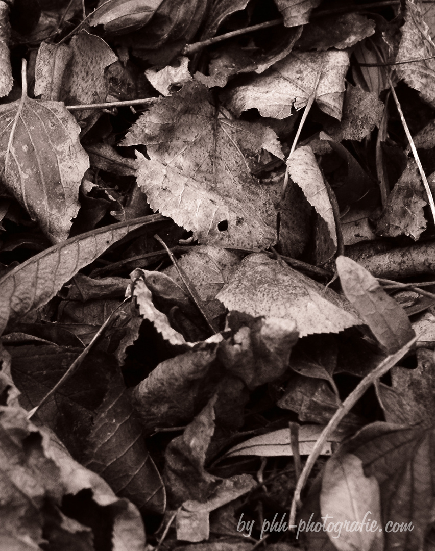 Fallen leaves