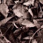 Fallen leaves