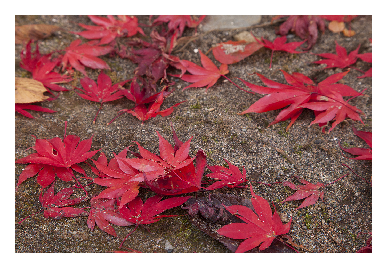 Fallen leaves-6