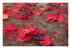 Fallen leaves-6