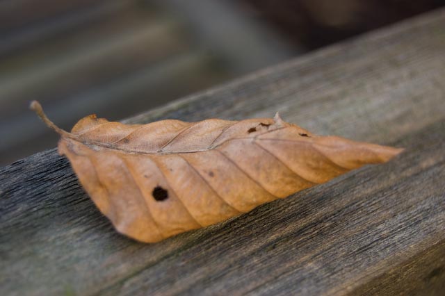 fallen leaves