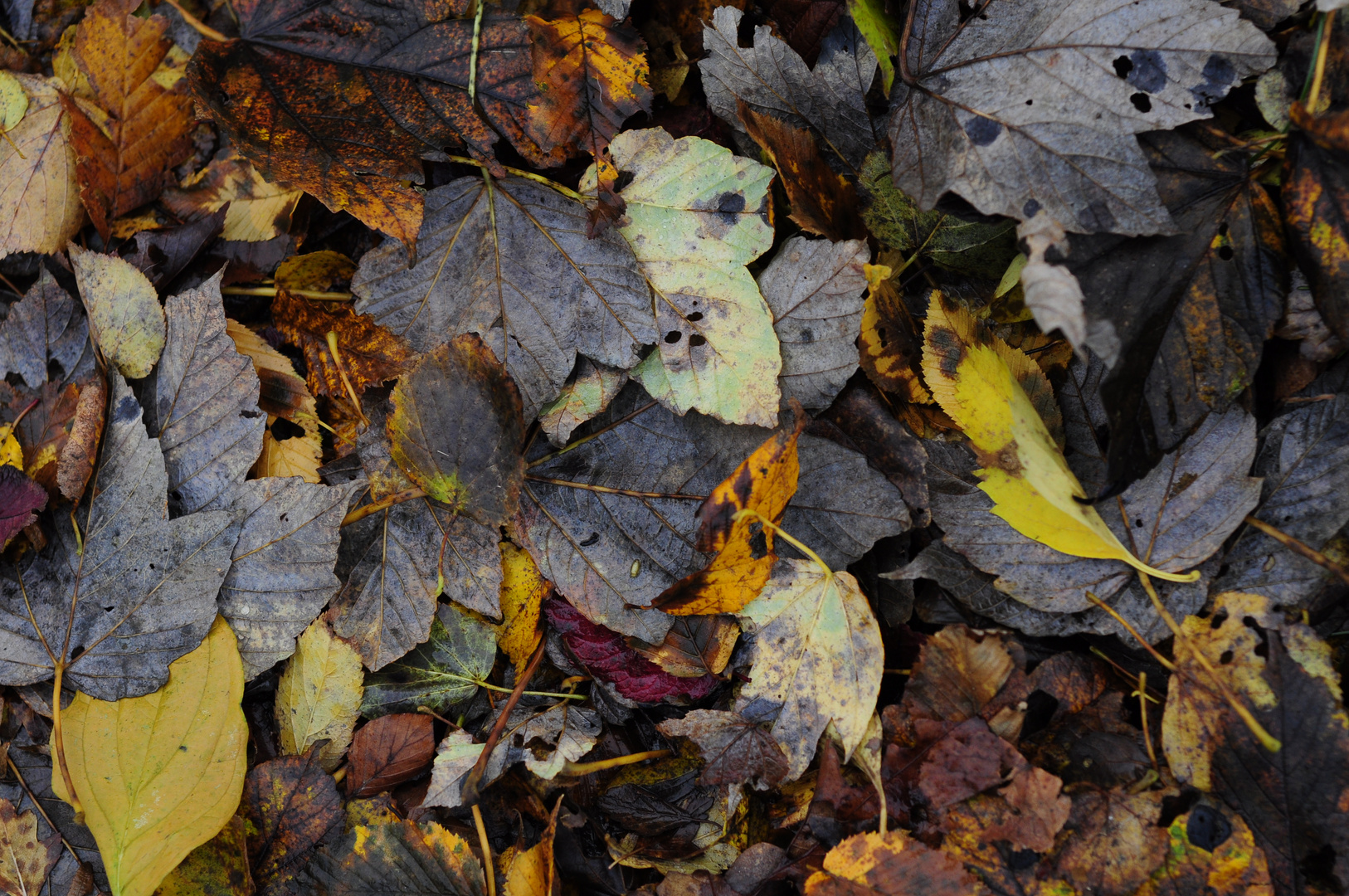 Fallen leaves