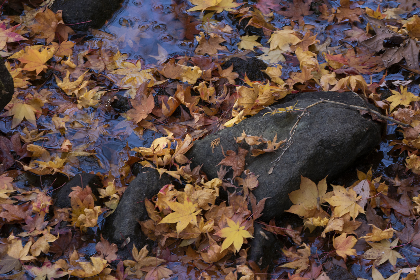 Fallen leaves