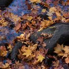 Fallen leaves