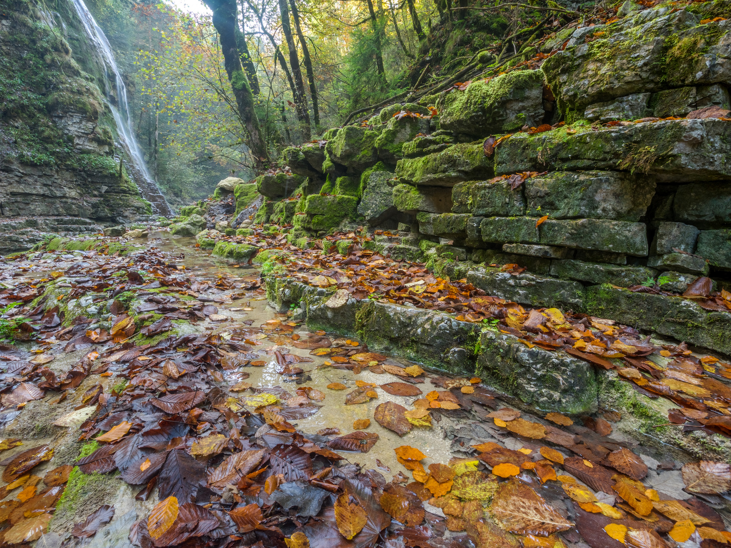 Fallen leaves