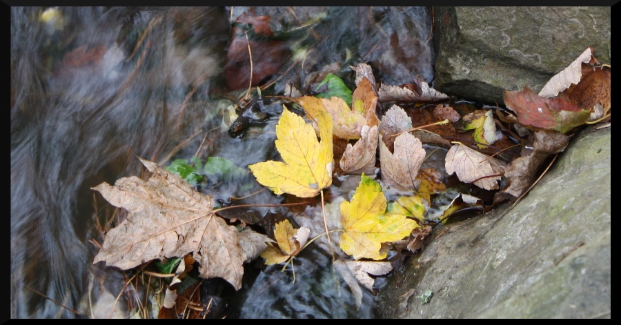 fallen leaves