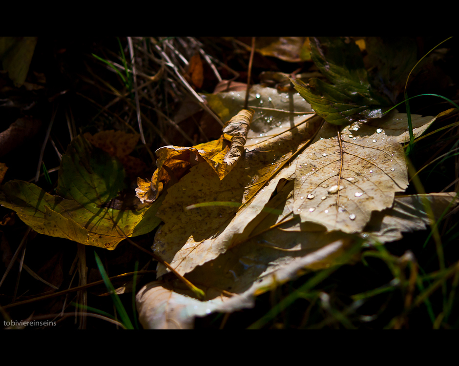 fallen leaves.