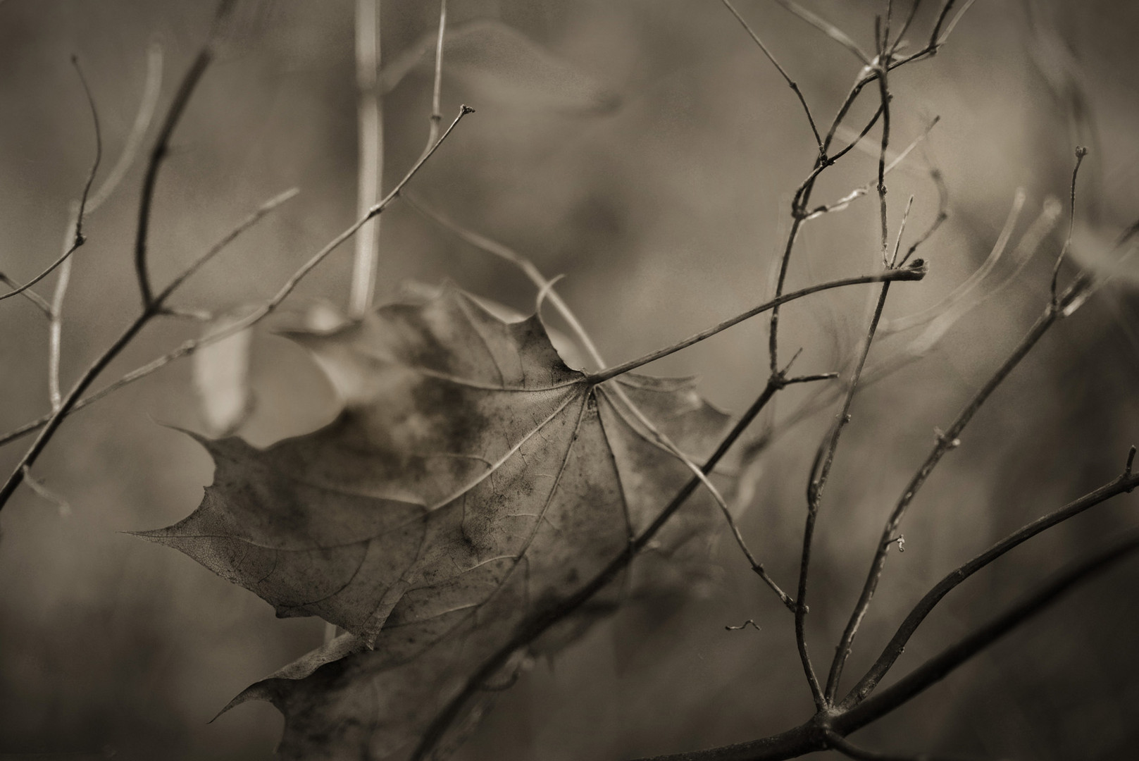 fallen leaves (II)