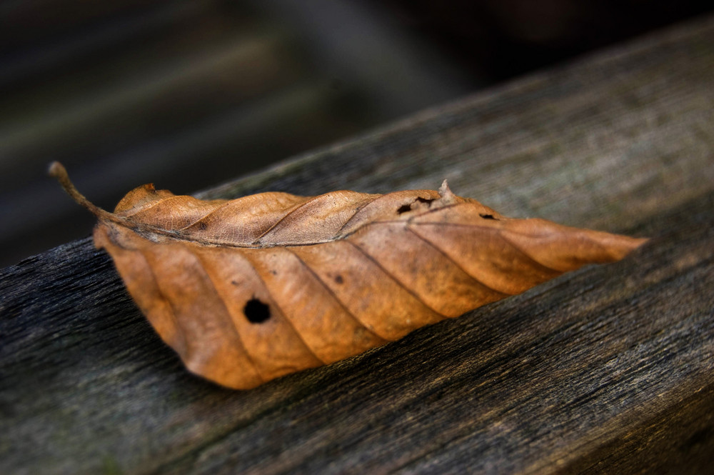 fallen leaves II