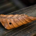 fallen leaves II