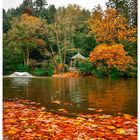 [fallen leaves - waldsee - herbst]