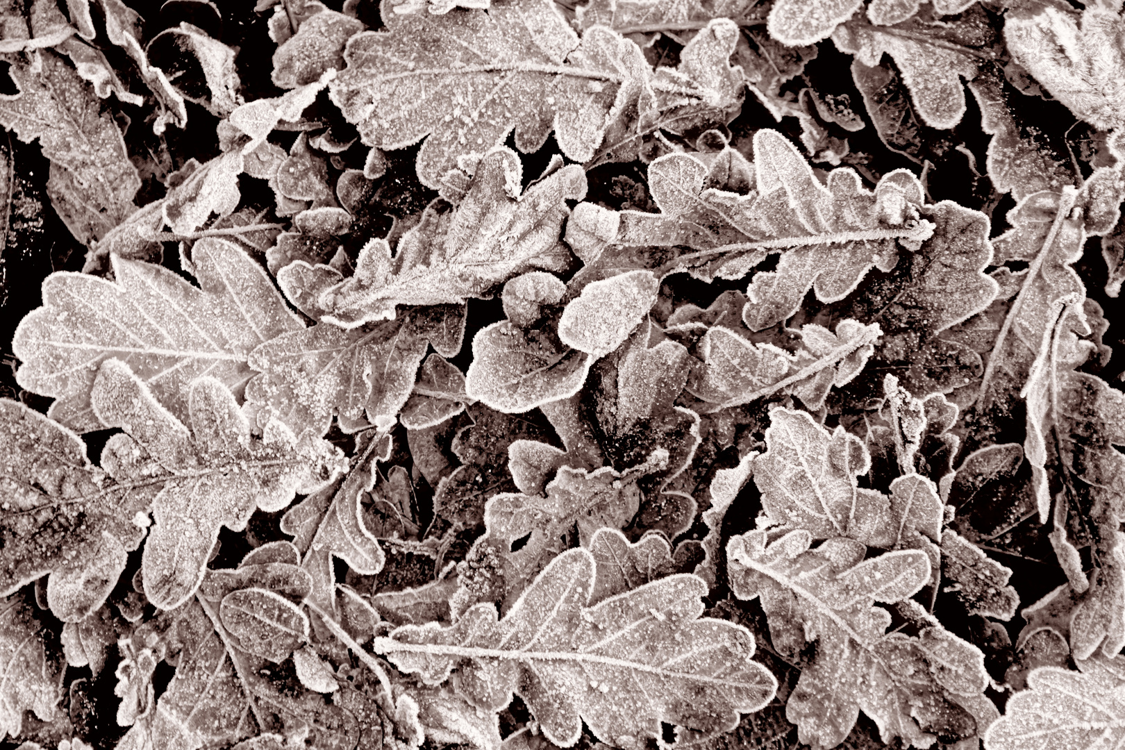 fallen oak leaves covered with ground frost