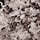 fallen oak leaves covered with ground frost