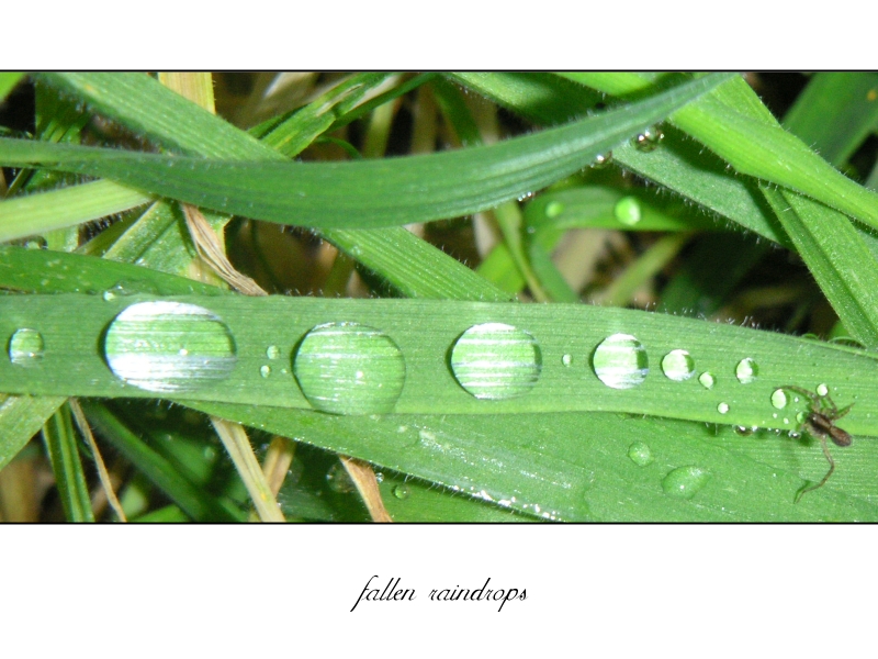 fallen raindrops