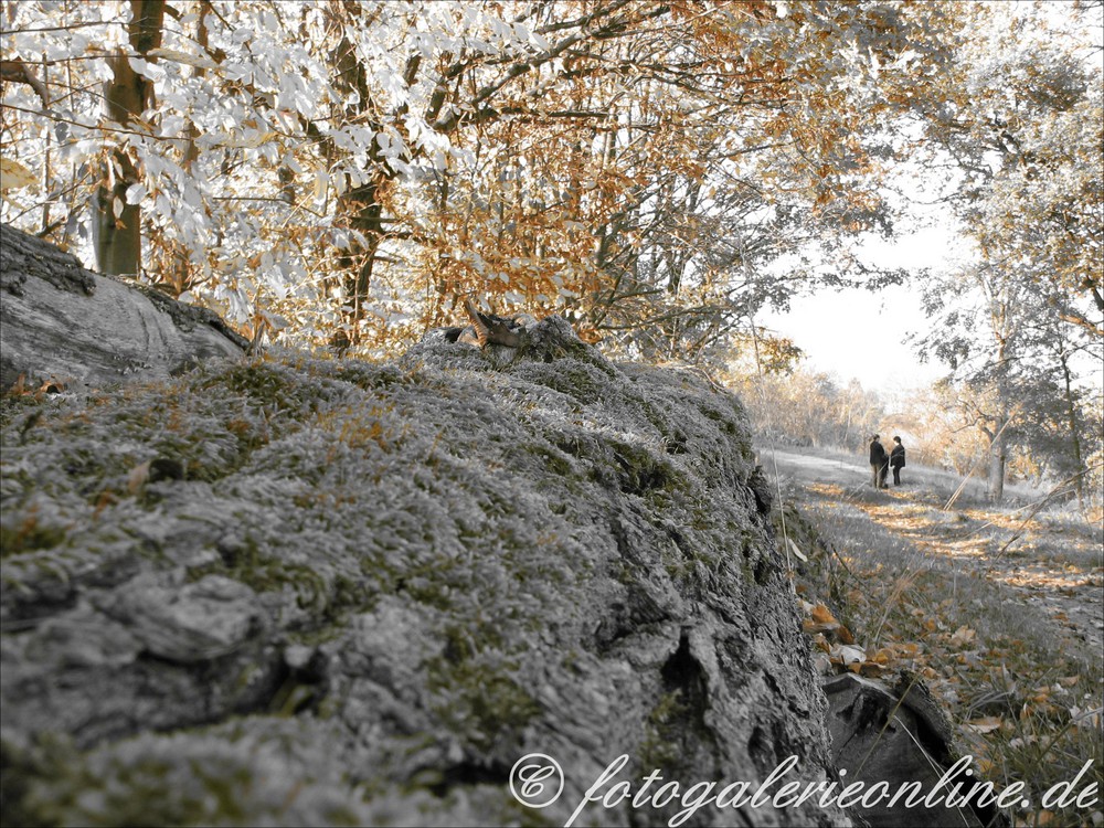 fallen tree 2