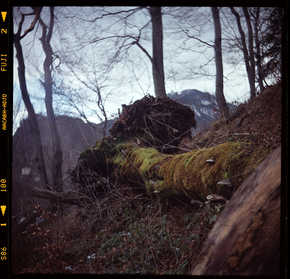 fallen tree