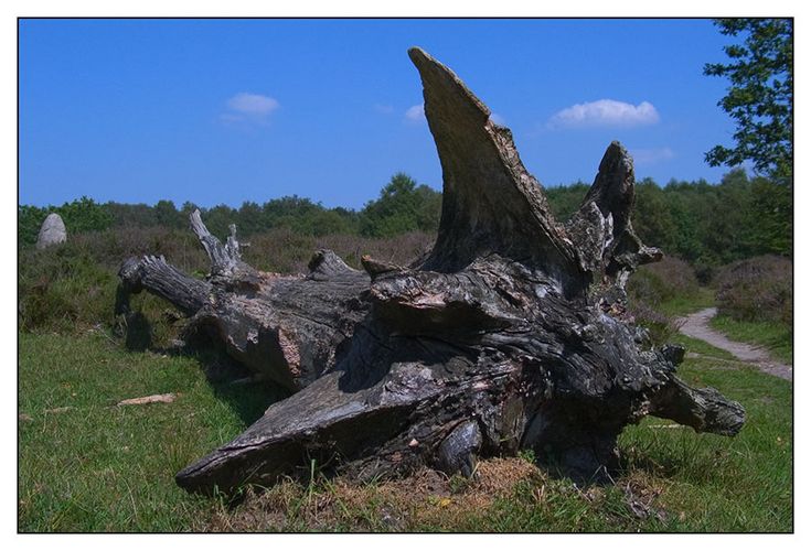 Fallen tree