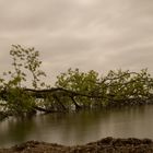 Fallen tree